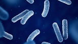 Micro-organismen onder de microscoop